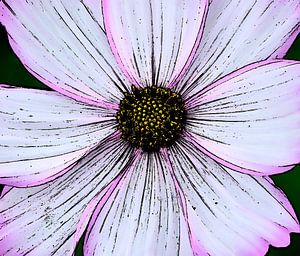 Zartrosa Blume im Detail .