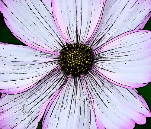 Zacht roze bloem in detail .