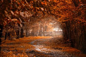 Vue d'automne