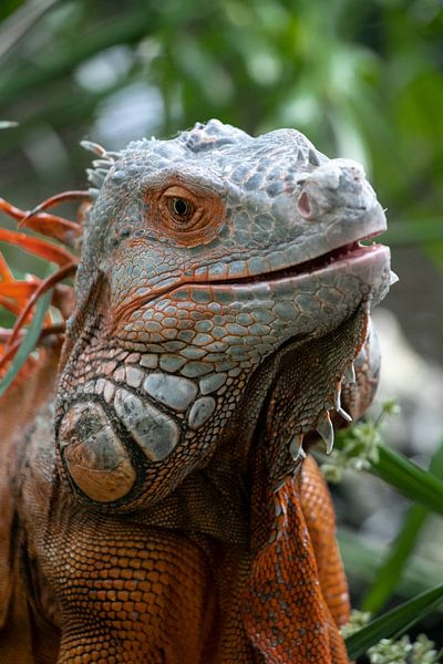 Iguanas by Jamie Elbersen
