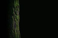 Riesenwald von Bert Kok Miniaturansicht