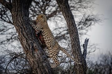 Luipaard na succesvolle jacht Namibië, Afrika van Patrick Groß