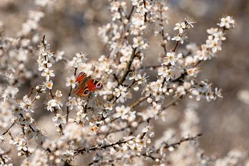 White blossom with day peacock. by Janny Beimers