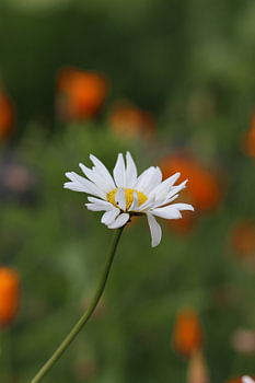 Close-up of a daisy with orange green bokeh background