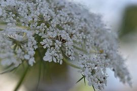 Nahaufnahme der Flöte