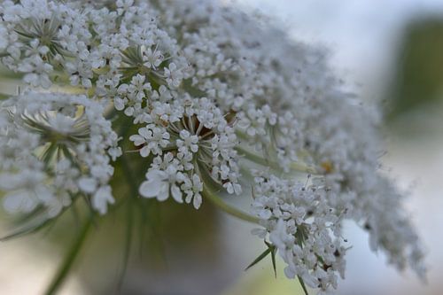 closeup of the flute