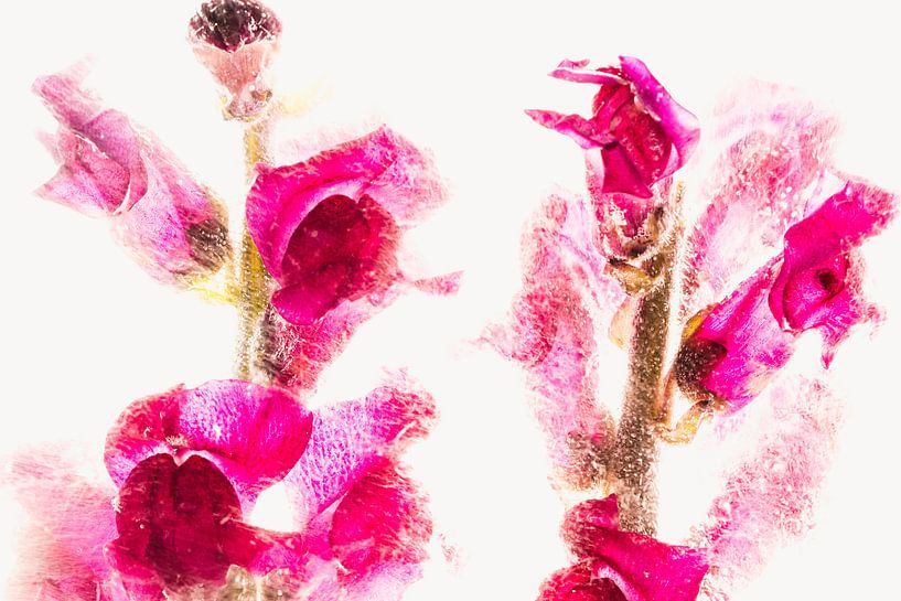 Red snapdragon in ice 2 by Marc Heiligenstein
