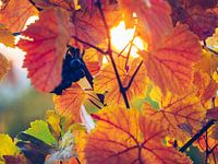 Wine Leaves in Autumn