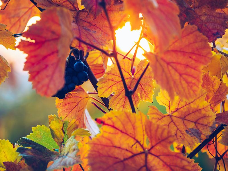 Wijnbladeren in de herfst van Alexander Voss