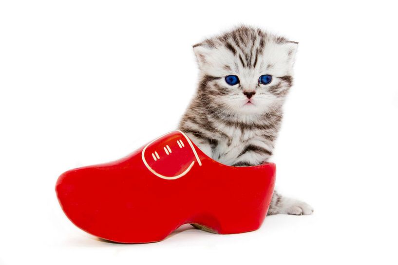 Britisch Kurzhaar Katze in roten  Klumpen von Ben Schonewille
