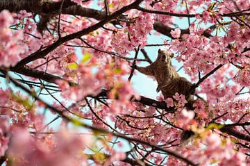 Eichhörnchen zwischen Blüten in einem Baum auf der Insel Enoshima, Japan von Mirjam Dolstra