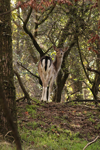 Autumn in the woods: face to face with nature!