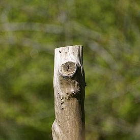 Uitnodiging tot rusten van Stobbe; natuurfotografie