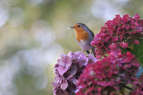 Rotkehlchen auf Hortensie