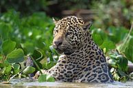 Wildlife: Jaguar op jacht in de Pantanal, Brazilië van Rini Kools thumbnail