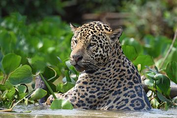 Wildlife: Jaguar op jacht in de Pantanal, Brazilië van Rini Kools
