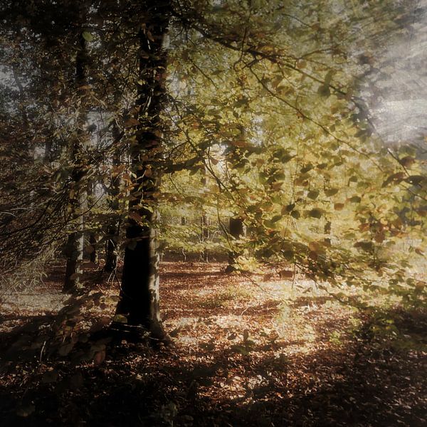 Presence I | Impressionistische Boom van Frank Hoogeboom