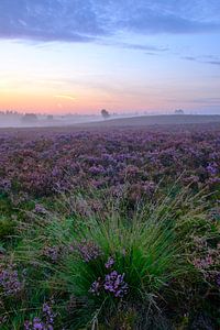 Heather plants blossoming during sunrise