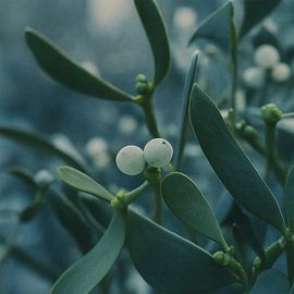Mistletoe by Bert Quaedvlieg