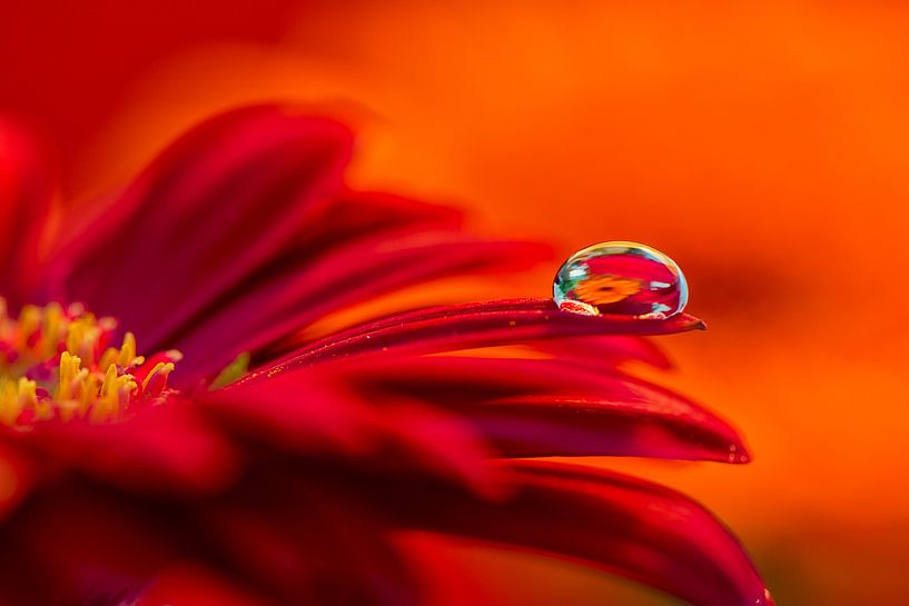 Dark red Gerbera flower with clear drop by Jenco van Zalk