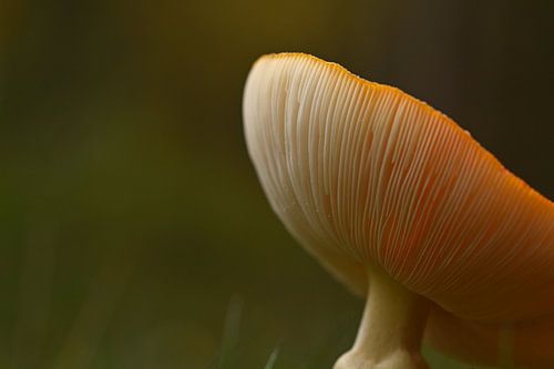 Fly Agaric