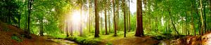 Naturpanorama - Sonnenaufgang im Wald