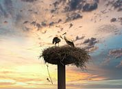 Ooievaars op  het nest. van Jose Lok thumbnail