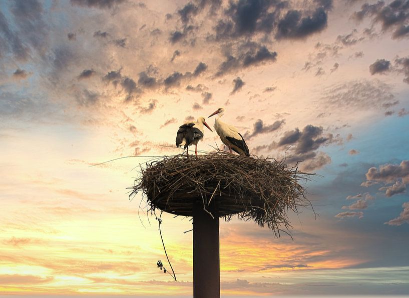 Ooievaars op  het nest. van Jose Lok
