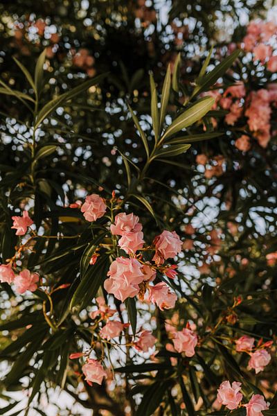 Bellagio | Pink flowers by Roanna Fotografie