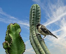 Tit and cactus by georgfotoart