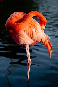 Flamant