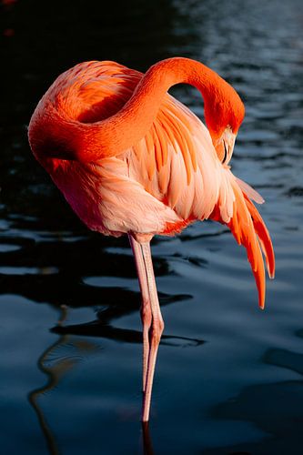 Flamingo