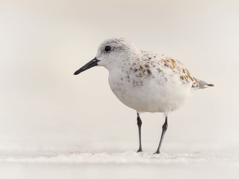 Sanderling by Laurens de Waard