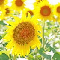 Young, fresh sunflowers in summer