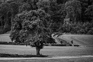 Baum