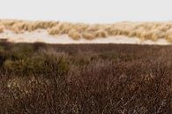 Duinen in het Westduinpark in Scheveningen van Anne Zwagers thumbnail