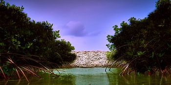 Groovy Mangrove