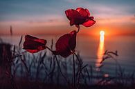 Mohnblumen im Sonnenuntergang von Marcus Lanz Miniaturansicht