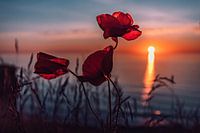 Klaprozen bij zonsondergang