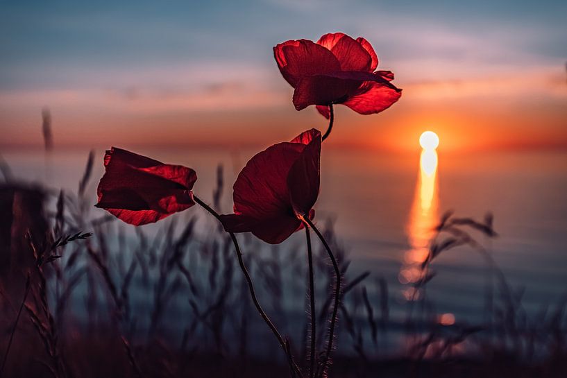 Mohnblumen im Sonnenuntergang von Marcus Lanz
