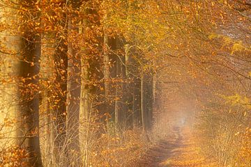 Atmospheric forest path in autumn