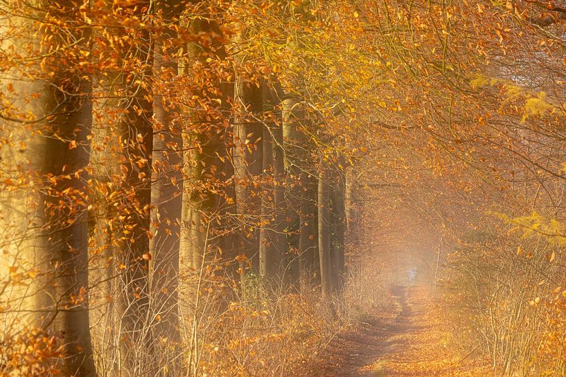 Sfeervol bos pad in de herfst van Karla Leeftink