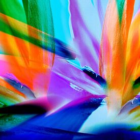 Summer flowers by Violetta Honkisz