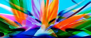 Sommerblumen Abstrakt
