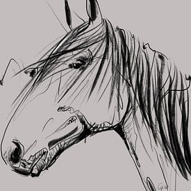 Paard Lou van Go van Kampen