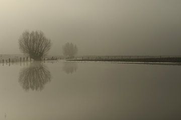 Flooded fields with pollarded trees on a typical misty winter morning at Lower rhine, North Rhine-We van wunderbare Erde