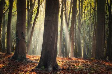 Het Theater in het Bos van Loris Photography