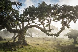 Nebel im Fanal