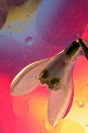 Flower and  collors sur Marcel van Rijn