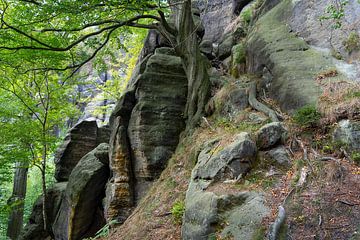 Bäume und Felsen im Elbsandsteingebirge